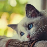 Avatar của Vũ Ngọc Lan